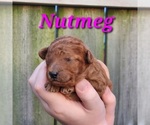 Puppy Nutmeg Poodle (Toy)