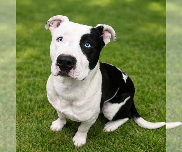 Medium Photo #1 Mutt Puppy For Sale in HESPERIA, CA, USA