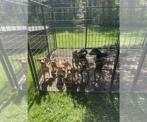 American Staffordshire Terrier-Black Mouth Cur Mix Puppy for sale in PLAINFIELD, CT, USA