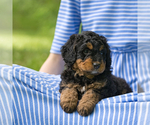 Puppy Kamari Dulcie Bernedoodle