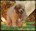 Small Photo #65 Poodle (Miniature) Puppy For Sale in COPPOCK, IA, USA