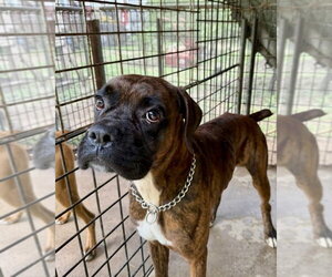 Boxer Dogs for adoption in Dumont, NJ, USA