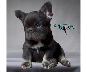 French Bulldog Puppy for Sale in OKLAHOMA CITY, Oklahoma USA