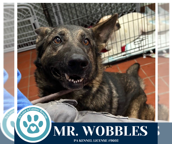 Medium Photo #3 German Shepherd Dog Puppy For Sale in Kimberton, PA, USA
