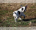 Small #2 French Bulldog