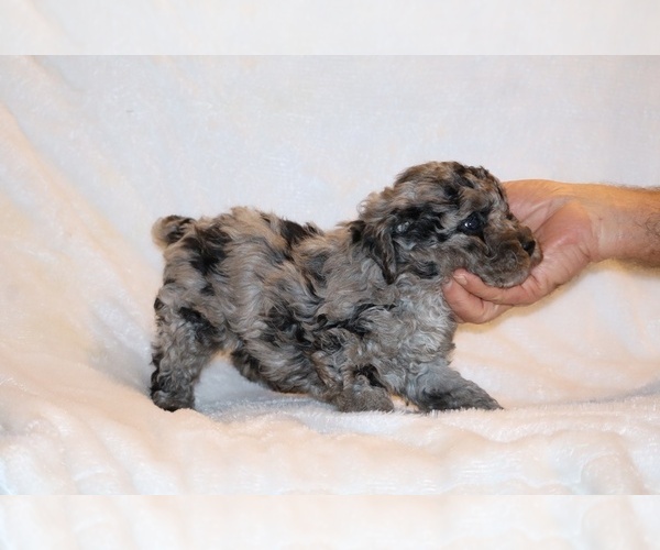 Medium Photo #15 Poodle (Toy) Puppy For Sale in DYERSBURG, TN, USA
