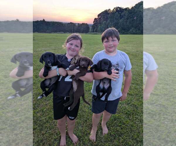 Medium Photo #16 Aussiedor Puppy For Sale in COOPERSTOWN, PA, USA