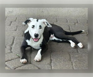 Mutt Dogs for adoption in Walnutport, PA, USA