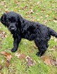 Small Photo #6 Goldendoodle Puppy For Sale in MORGANTOWN, IN, USA