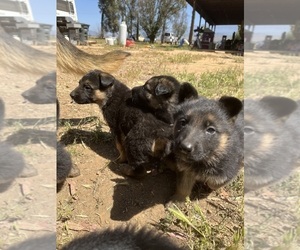 German Shepherd Dog Puppy for sale in BANNING, CA, USA
