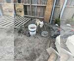 Small Photo #4 Bull Terrier Puppy For Sale in Castle Rock, CO, USA