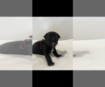 Small Photo #9 Cane Corso Puppy For Sale in MYRTLE BEACH, SC, USA