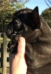 Small Photo #5 French Bulldog Puppy For Sale in OCALA, FL, USA