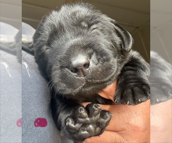 Medium Photo #1 Labrador Retriever Puppy For Sale in OSYKA, MS, USA
