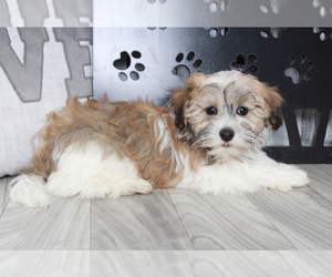 Havanese Puppy for sale in MARIETTA, GA, USA