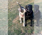 Small #11 Labrador Retriever Mix
