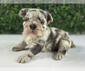 French Bulldog Puppy for sale in GRAYSLAKE, IL, USA
