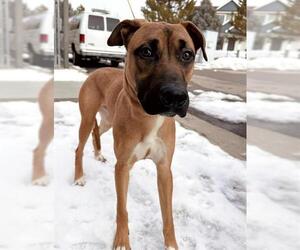 German Shepherd Dog-Unknown Mix Dogs for adoption in Ogden, UT, USA