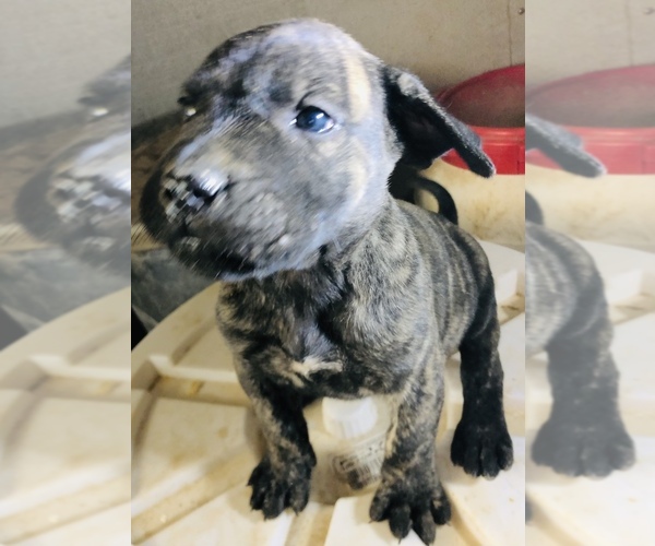 Medium Photo #10 Presa Canario Puppy For Sale in MESA, AZ, USA