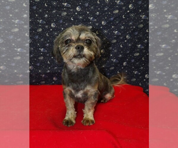 Medium Photo #5 Cavapoochon (Miniature) Puppy For Sale in PATERSON, NJ, USA