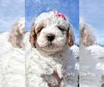 Puppy Aurora Goldendoodle (Miniature)