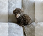 Small Photo #6 Poodle (Toy) Puppy For Sale in HAYWARD, CA, USA