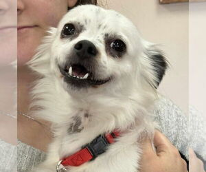 Jack Chi Dogs for adoption in Martinsburg, WV, USA