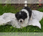 Small #3 Bichon-A-Ranian