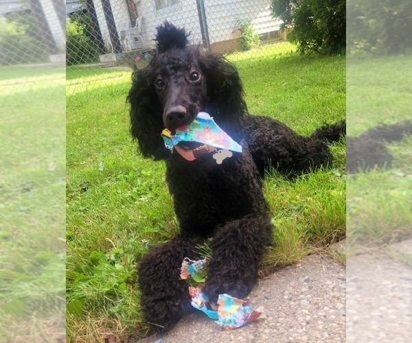 Medium Photo #1 Poodle (Standard) Puppy For Sale in MILWAUKEE, WI, USA