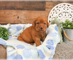 Small #1 Labrador Retriever