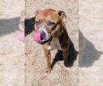 Small American Pit Bull Terrier