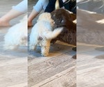 Small #11 Poodle (Miniature)-ShihPoo Mix