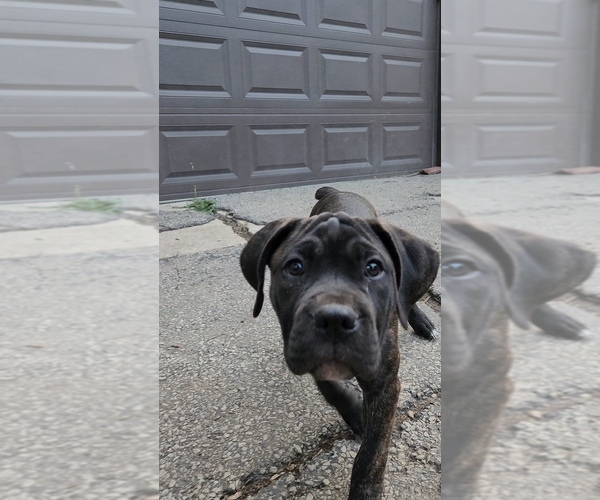 Medium Photo #10 America Bandogge Mastiff Puppy For Sale in JOLIET, IL, USA