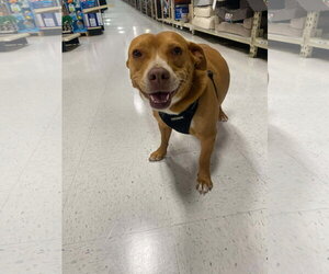 Dachshund-Staffordshire Bull Terrier Mix Dogs for adoption in La Verne, CA, USA