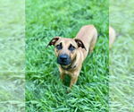 Small #2 Black Mouth Cur Mix