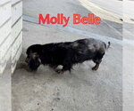 Small Photo #3 Dachshund Puppy For Sale in San Antonio, TX, USA