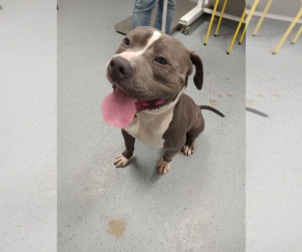 Medium Photo #2 American Staffordshire Terrier Puppy For Sale in Pierceton , IN, USA