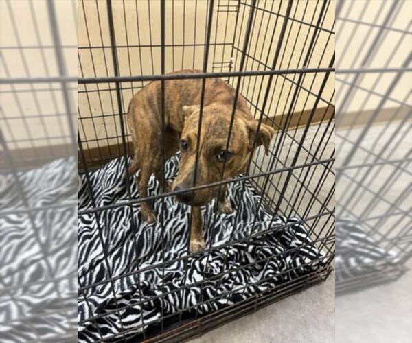 Medium Photo #1 Mutt Puppy For Sale in Texas City, TX, USA