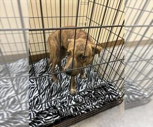Mutt Dogs for adoption in Texas City, TX, USA
