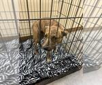 BISON - Male Mutt Dog for Adoption - Small photo