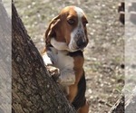 Small Photo #1 Basset Hound Puppy For Sale in CRESTVIEW, FL, USA