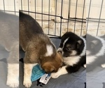 Small Photo #11 Akita-Australian Shepherd Mix Puppy For Sale in NEWPORT NEWS, VA, USA