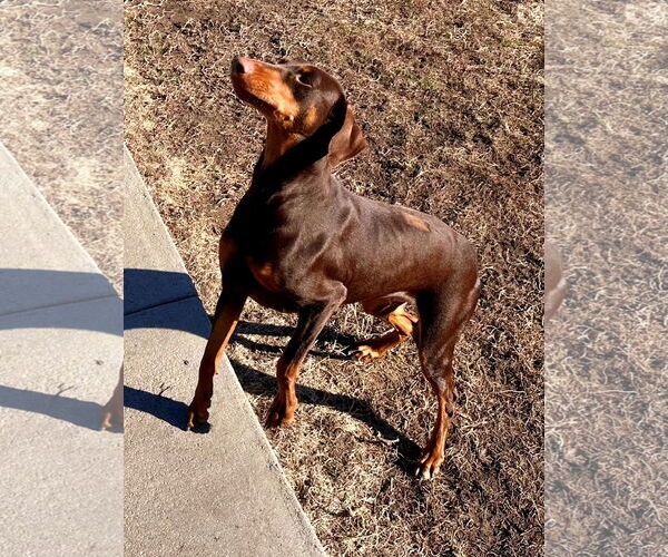 Medium Photo #5 Doberman Pinscher Puppy For Sale in Omaha, NE, USA