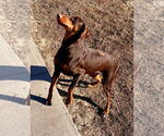 Small #4 Doberman Pinscher