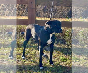 Apollo - Male Bulldog-Labrador Retriever Mix Dog for Adoption - Photo #2