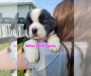 Saint Bernard Puppy for sale in BETHEL, MO, USA