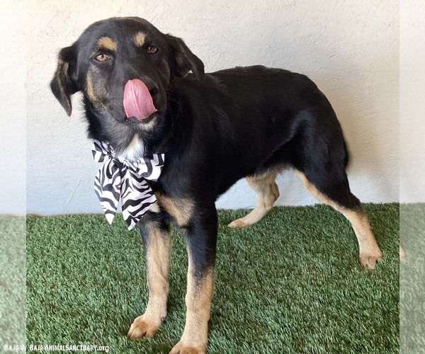 Medium Photo #2 Rottweiler-Siberian Husky Mix Puppy For Sale in San Diego, CA, USA