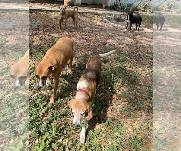 Medium Photo #9 Beagle Puppy For Sale in Tampa, FL, USA
