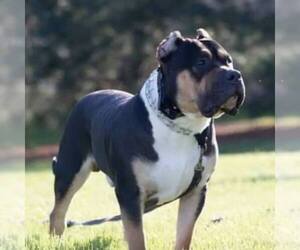 Father of the American Bully puppies born on 11/26/2022