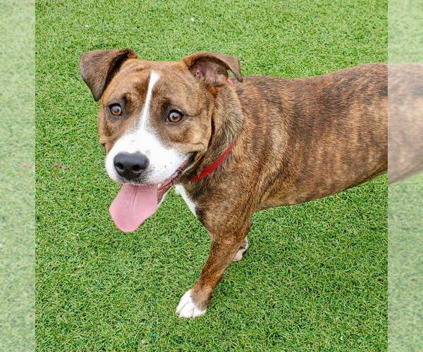 Medium Photo #12 Mutt Puppy For Sale in Canton, CT, USA